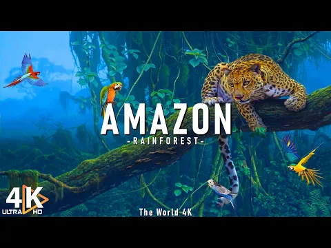 Download MP3 Amazon 4K - Relaxing Music With Beautiful Natural Landscape - Amazing Nature