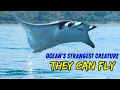 Mobula Rays - Flying Superstars of the Ocean Why Do Devil Rays FLY