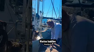 Best buddies in Marina🐶+👦! Every morning Bobby was waiting to see his friend #boatdog #friendship