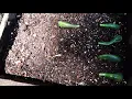 HOW TO PROPAGATE SHREK EARS SUCCULENT USING ITS LEAVES
