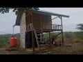 Download Lagu SUASANA PAGI HARI DI KEBUN SAWIT DITEMANI SUARA BURUNG
