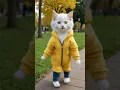 Yellow Cat Dancing Like A Human