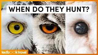 all 13 birds of prey u0026 what makes them incredible