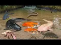 Download Lagu Seru..Menangkap Ikan Lele Besar Di Sungai Kecil,Ikan Koi,Ikan Gabus,Kelomang,Ikan Betok,Ikan Cupang