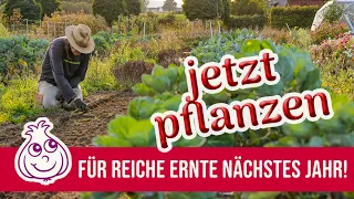 Knoblauch pflanzen im Herbst: Abstand, Tiefe & Kürbisernte | Garten im Oktober | Ki-frei