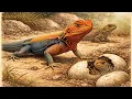 How Lizards Reproduce The Life Cycle of a Lizard