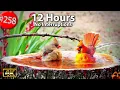 12 Hrs Best of Relaxing TV for Cats Uninterrupted Birds Dianthus Phlox Viola Cat TV LensMyth