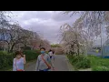 Download Lagu Musim semi Jepang 2021 | spring in Japan