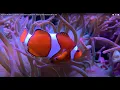 4K STREAM TEST