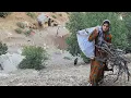 Download Lagu Iranian Nomads: A Hardworking Woman in a Mountain Shelter