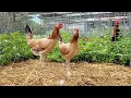 Brunner round head pullets