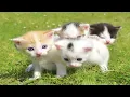 Download Lagu Adorable Kittens Frolic on the Grass with Fluffy Puppies, Hoppy Bunnies, Mini Cows – Cute Meows!