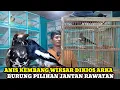 Download Lagu ANIS KEMBANG!!UPDATE HARGA BURUNG PILIHAN JANTAN DIKIOS ARKA PASAR BURUNG PRAMUKA HARI INI TERBARU