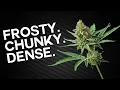 Harvesting Peanut Butter Breath By ThugPug Genetics