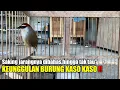Download Lagu Kelihatanya aneh‼️tapi jangan salah ini dia keunggulan burung kaso kaso‼️@Kang arif