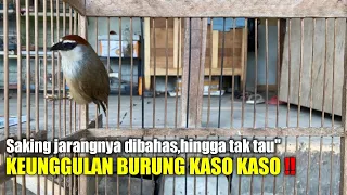 Download Kelihatanya aneh‼️tapi jangan salah ini dia keunggulan burung kaso kaso‼️@Kang arif MP3