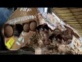 Download Lagu Apa yang Mengkhawatirkan Kerusakan Akibat Pemotongan Kayu Ini di Sawmill?