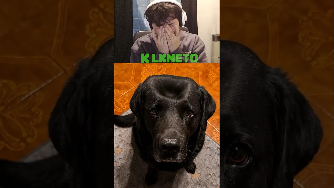 QUE LE PASO AL PERRO??