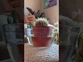 Download Lagu How do I recommend you water your cactus? #plantcare #cactuslover #wateringplants