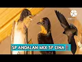 Download Lagu SP ANDALAN MIX SP CINA‼️SUARA WALET ANDALAN‼️SUARA PANGGIL TERBAIK‼️