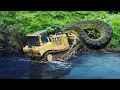 Download Lagu The easiest way to clean abandoned plantations using a dozer,Surprise the wild animals