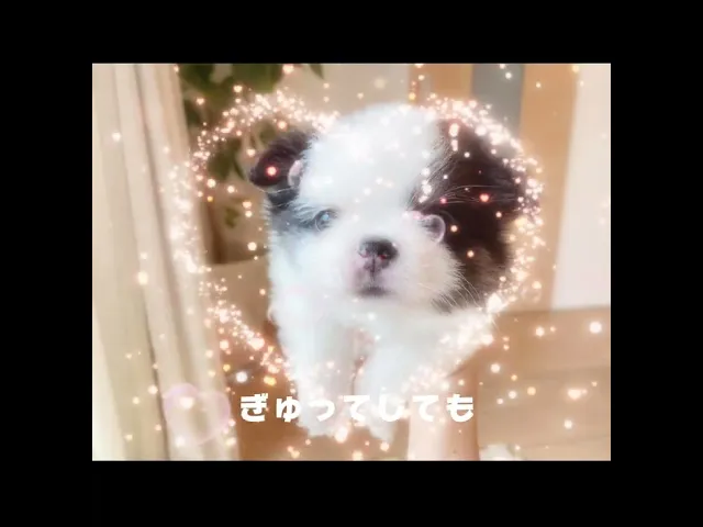 動画