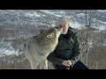 Accepted into a Wolf Pack Snow Animals BBC Earth