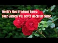Download Lagu World's Most Fragrant Roses Your Garden Will Never Smell the Same