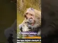Lagu Kejam dan Sadis..Anak monyet disiksa di gigit dan ditenggelamkan di air...Mohon subscribe 🙏🙏🙏#shorts