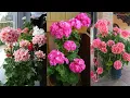 Download Lagu 6 Quick tips to keep Geraniums Blooming