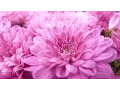 Download Lagu Mishary Rashid Alafasy | 114 | Surah An-Nas (The Mankind) | مشاري راشد العفاسي