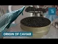Why Caviar Is So Expensive So Expensive