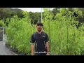 Bamboo Down Under Wholesale privacy screening