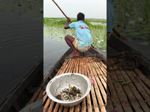 River fishing by net - MR Fishing Life  #mrfishinglife #fishingvideos