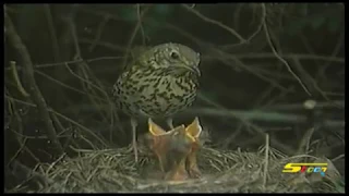 اغنية نستطيع العمل بجد سبيستون Spacetoon 