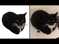 Maxwell cat but in Real Life