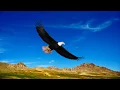 Download Lagu Eagles - Original Music