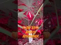 Download Lagu Autoflower Cannabis FastBuds | 🍑Apricot Autoflower Day 33 | Grow Weed Seeds Strains LST Buds Yield