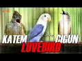 Download Lagu MASTERAN KAPAS TEMBAK GACOR - LOVEBIRD - CIBLEK GUNUNG