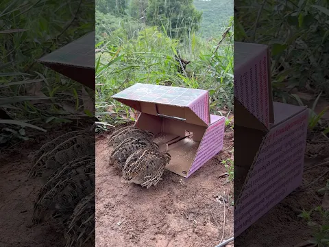 Amazing Creative Quick Quail Trap Using Cardboard Box #shorts