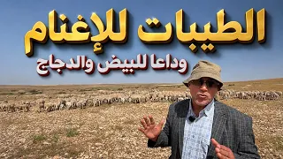 إبع د عن البيض والدجاج وخد لك لحم الخروف مشان صحتك يا باشا     دندنها