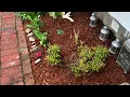 Mega Mulch - Costco