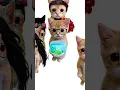 Download Lagu Why Does the Kitty Compare You to Her Ex? Explain with kitties