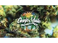 Download Lagu J Boog - Blaze It for Days ft. Lion Fiyah, Gappy Ranks