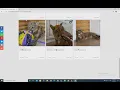scrape api Python Selenium