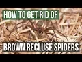 How to Get Rid of Brown Recluse Spiders 4 Easy Steps