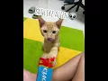 Pudding and Caramel Kitten Life ASMR
