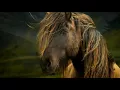Alicia Keys ft. Adam Levine ∼ Unplugged ∼ Wild Horses