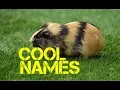 male guinea pig names beginning with x