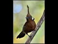 Download Lagu SUARA BURUNG CILILIN ASLI DARI HUTAN